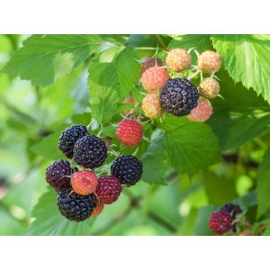 Malina čierna (Rubus idaeus) ´HEBAN´ - výška: 30-50 cm, kont. C1.5L/C2L